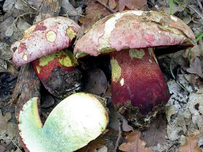 Boletus rhodoxanthus