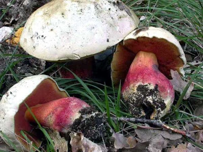 Boletus satanas Boletus satanas