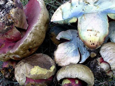 Boletus satanas Boletus satanas