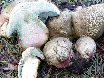 Boletus satanas Boletus satanas