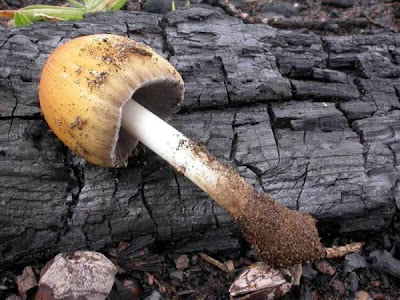 Coprinus ellisii