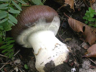 Cortinarius praestans