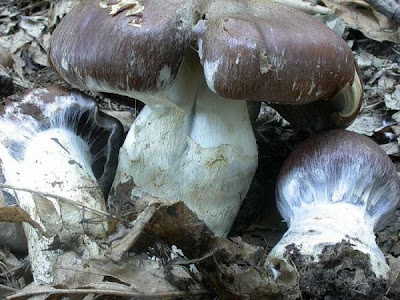 Cortinarius praestans