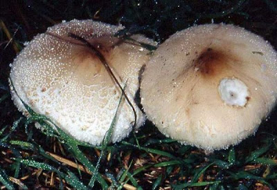 Macrolepiota excoriata