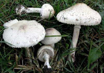 Macrolepiota excoriata