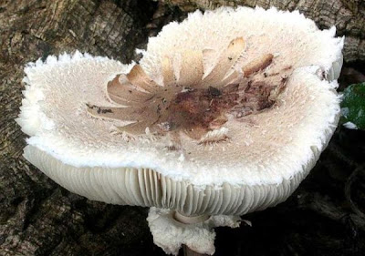 Macrolepiota konradii