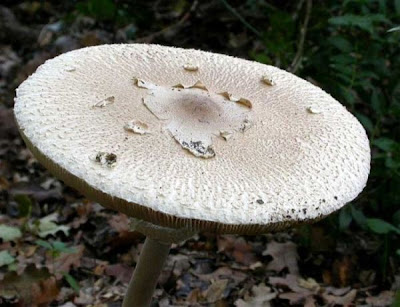 Macrolepiota konradii