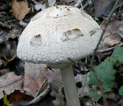 Macrolepiota konradii