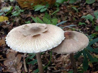Macrolepiota konradii