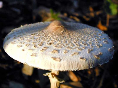 Macrolepiota mastoidea