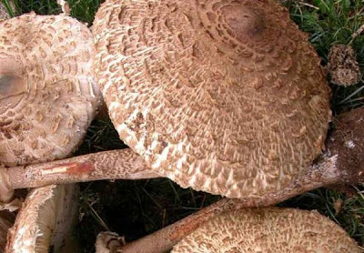 Macrolepiota permixta
