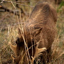Warthog