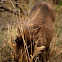 Warthog
