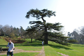 The National Trust tree? (compare it with the NT logo!)