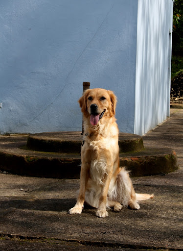 Tia- The Graceful Lady Dog