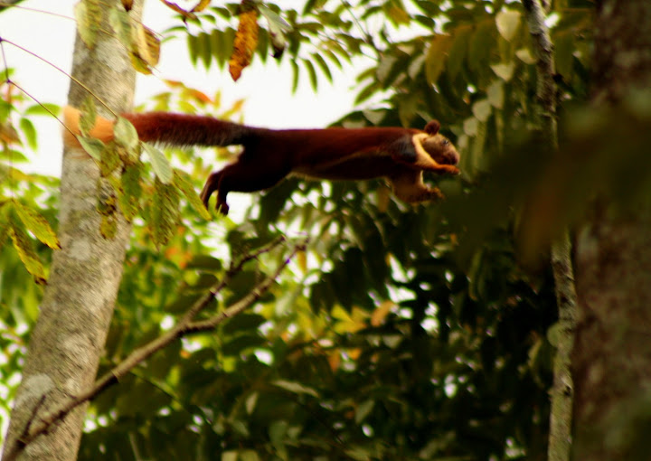 Giant Malabar Squirrel in Action