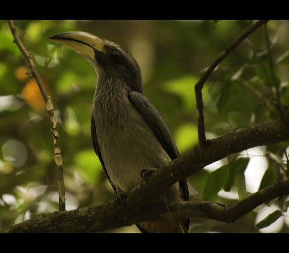 Malabar Grey Hornbill