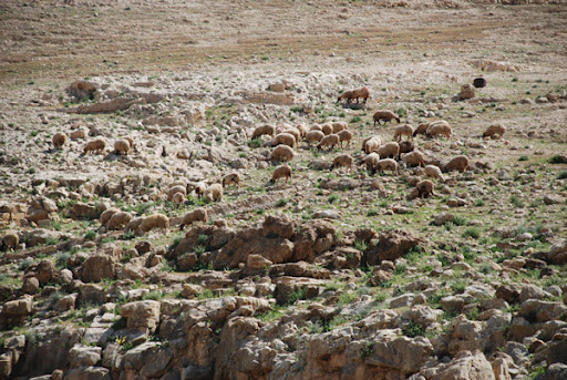 sheep