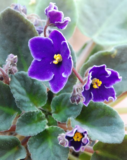 violet flower