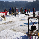 Székelyföld Kupa szánhúzó verseny, 2011. márc. 5-6, Hargitafürdő - Kakasy Botond fotóriportja