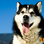 kutya_portre-3050822.jpg