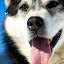 kutya_portre-3050831.jpg