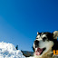kutya_portre-3050875.jpg