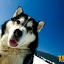 kutya_portre-3050877.jpg