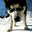 kutya_portre-3050889.jpg