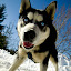 kutya_portre-3050950.jpg