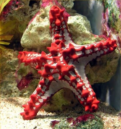[Starfish-3[3].jpg]