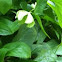 Hellebore