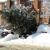 You can tell from this photo that the full weight of the tree is NOT bearing down on Kelly's car.