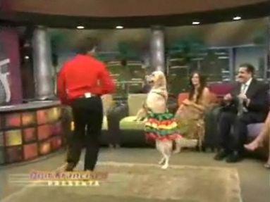 [dog[3].jpg]