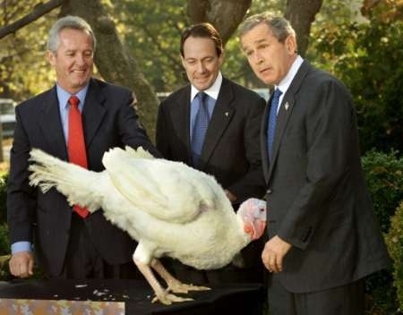 [bush[3].jpg]
