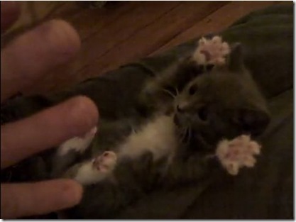 kitty