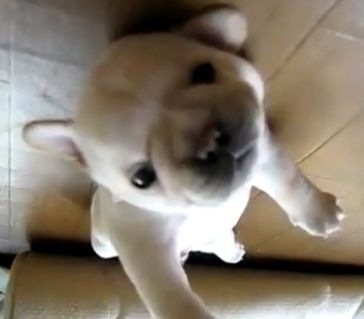 [puppy[3].jpg]