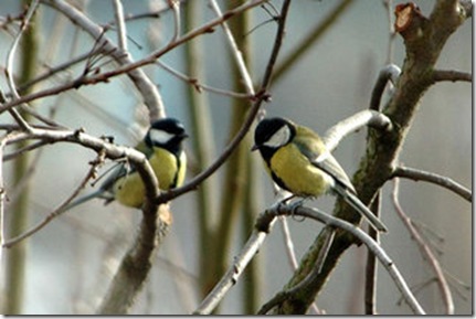tits