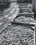 Cider apple harvest, 1980's