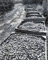 Cider apple harvest, 1980's