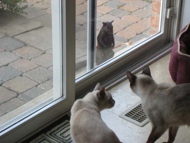 [cats squirrel[2].jpg]