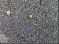 chestnut