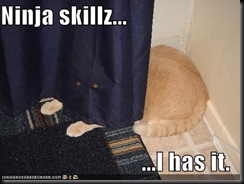 funny_pictures_curtain_ninja_cat_Ninjas-s500x375-27583-580