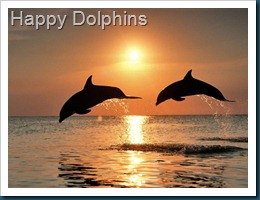 Happy Dolphins Happy Dolphins