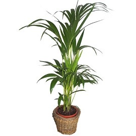 [plante exotique2[3].jpg]