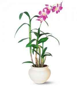 [dendrobium-orchid-267x300[3].jpg]