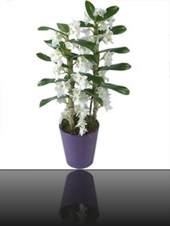Dendrobium Dendrobium