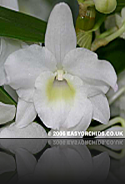 Dendrobium Dendrobium