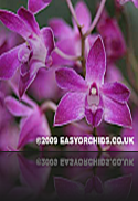 Dendrobium Dendrobium