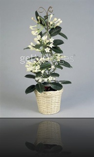 stephanotis stephanotis